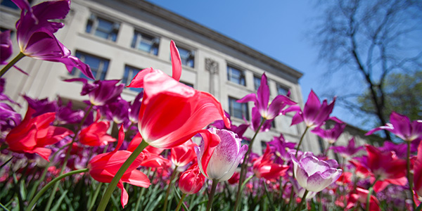 A colorful bed of tulips in front of a campus building